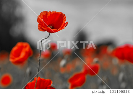 Remembrance day poppy. Red poppies in a poppies field with desaturated background 131196838