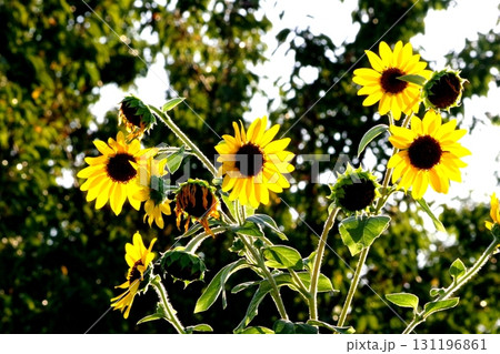 夏の花のある風景 131196861