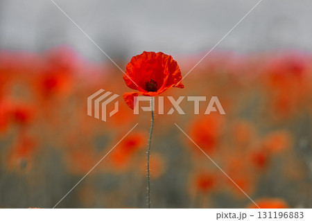 Remembrance day poppy. Red poppies in a poppies field with desaturated background 131196883
