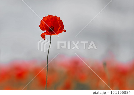 Remembrance day poppy. Red poppies in a poppies field with desaturated background 131196884