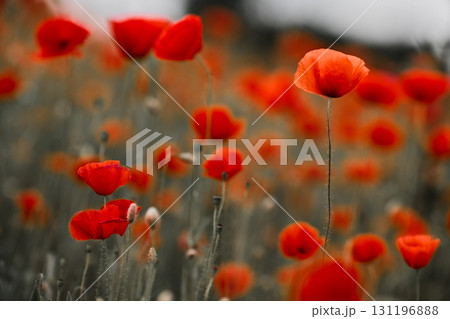 Red poppies in a poppies field. Remembrance or armistice day. Red poppies in a poppies field. Remembrance or armistice day. 131196888