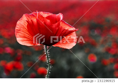 Remembrance day poppy. Red poppies in a poppies field with desaturated background 131196915