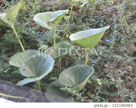 茂るツワブキ 131196963