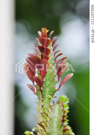 Euphorbia or Euphorbia mayurnathanii ,Euphorbia lactea or Euphorbia lacei Craib Euphorbia or Euphorbia mayurnathanii ,Euphorbia lactea or Euphorbia lacei Craib 131197006