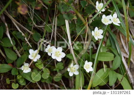 月山 月山 131197261