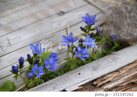 月山 月山 131197262