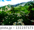 富山・立山黒部アルペンルート・立山室堂平ハイキングコースの夏景色 131197373