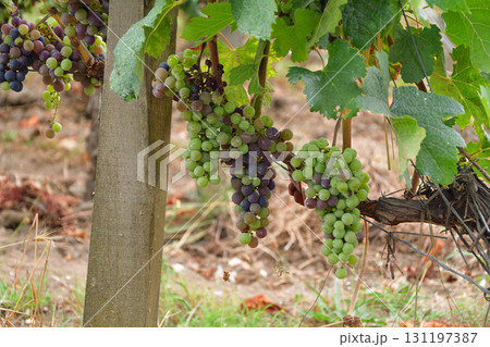 フランス・ボルドー地方サンテミリオンのブドウ畑のブドウ（2024年8月13日撮影） 131197387