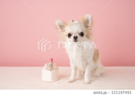 誕生日のケーキとティアラをつけたチワワの星 131197491