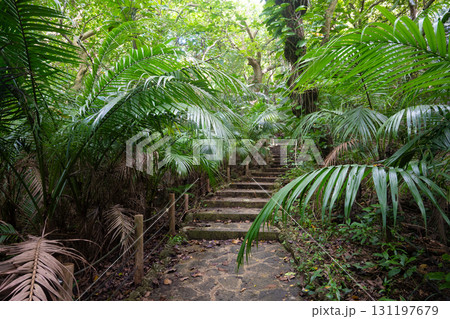 石垣島　ヤエヤマヤシ群落 131197679