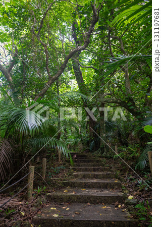 石垣島 ヤエヤマヤシ群落 石垣島 ヤエヤマヤシ群落 131197681