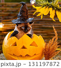 ハロウィン仮装の猫 131197872