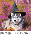 ハロウィン仮装の犬 131197873