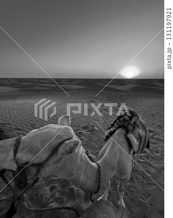 Dromedaries resting on the sandy dunes of Douz in the Tunisian desert during sunset Dromedaries resting on the sandy dunes of Douz in the Tunisian desert during sunset 131197921