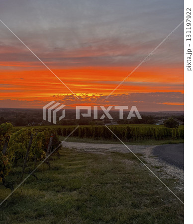 Vineyard under a breathtaking sunset with vibrant orange and pink hues illuminating the sky 131197922