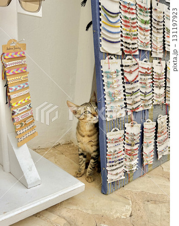 Curious cat exploring a jewelry shop in Djerba, Tunisia Curious cat exploring a jewelry shop in Djerba, Tunisia 131197923