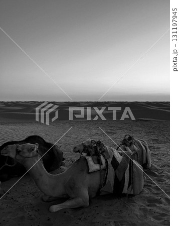 Dromedaries resting on the sandy dunes of Douz in the Tunisian desert during sunset 131197945