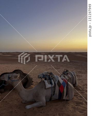 Dromedaries resting on the sandy dunes of Douz in the Tunisian desert during sunset Dromedaries resting on the sandy dunes of Douz in the Tunisian desert during sunset 131197949