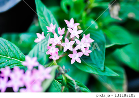 Pentas lanceolata , Egyptian star cluster or RUBIACEAE or Egyptian starcluster or Starflower or pink flower Pentas lanceolata , Egyptian star cluster or RUBIACEAE or Egyptian starcluster or Starflower or pink flower 131198105