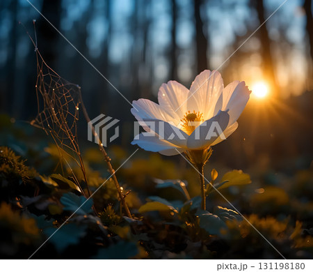 Enchanting Sunset Glow on a White Forest Flower 131198180