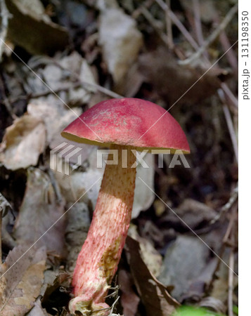 ブナ科広葉樹林で発生したベニイグチ子実体幼菌 131198350