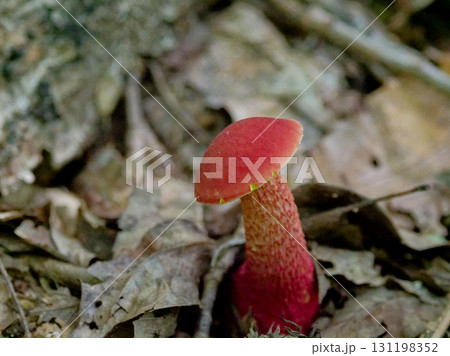ブナ科広葉樹林で発生したベニイグチ子実体幼菌 ブナ科広葉樹林で発生したベニイグチ子実体幼菌 131198352