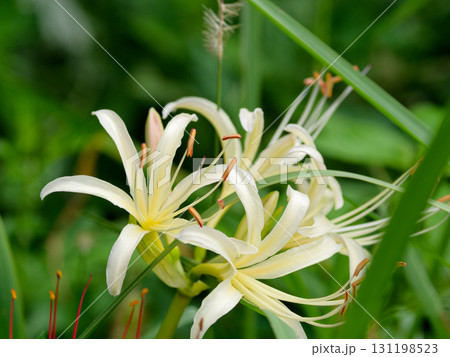 ヒガンバナ科の園芸種シロバナマンジュシャゲの開花 ヒガンバナ科の園芸種シロバナマンジュシャゲの開花 131198523
