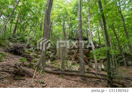 Beautiful green forest Hiking path with Sandstone chalk rock formations in Berdorf Mullerthal Luxembourg Beautiful green forest Hiking path with Sandstone chalk rock formations in Berdorf Mullerthal Luxembourg 131198562