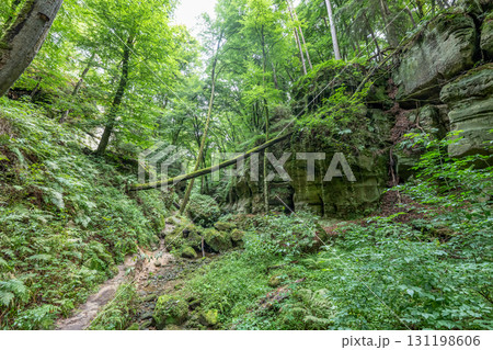 Beautiful green forest Hiking path with Sandstone chalk rock formations in Berdorf Mullerthal Luxembourg Beautiful green forest Hiking path with Sandstone chalk rock formations in Berdorf Mullerthal Luxembourg 131198606