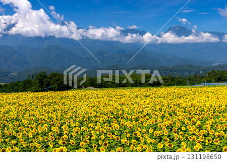 山梨県北杜市明野町浅尾　明野サンフラワーフェスの満開のひまわり畑と南アルプスの山々 131198650