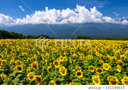 山梨県北杜市明野町浅尾 明野サンフラワーフェスの満開のひまわり畑と南アルプスの山々 山梨県北杜市明野町浅尾 明野サンフラワーフェスの満開のひまわり畑と南アルプスの山々 131198655