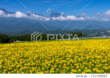 山梨県北杜市明野町浅尾　明野サンフラワーフェスの満開のひまわり畑と南アルプスの山々 131198660