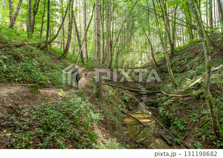 Beautiful green forest Hiking path with Sandstone chalk rock formations in Berdorf Mullerthal Luxembourg 131198682