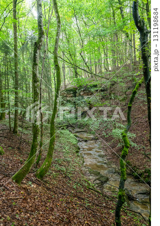 Beautiful green forest Hiking path with Sandstone chalk rock formations in Berdorf Mullerthal Luxembourg 131198684