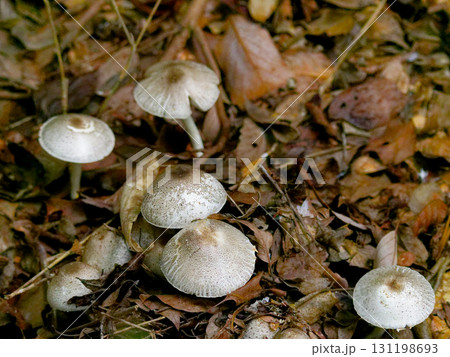 腐朽菌ナカグロモリノカサ群生 131198693