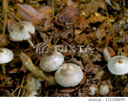 腐朽菌ナカグロモリノカサ群生 131198694