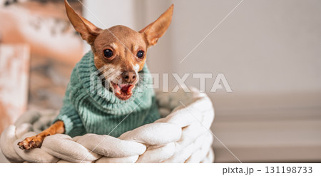 Funny small dog in green sweater barking or yawning with open mouth, emotional miniature pinscher sitting in basket, angry or playful pet behavior Funny small dog in green sweater barking or yawning with open mouth, emotional miniature pinscher sitting in basket, angry or playful pet behavior 131198733