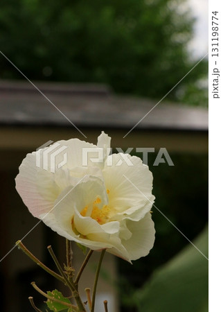 白いスイフヨウの花 131198774