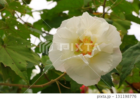 白いスイフヨウの花 131198776