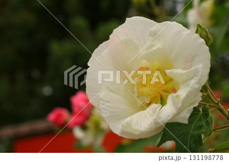 白いスイフヨウの花 白いスイフヨウの花 131198778