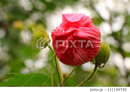 スイフヨウのつぼみ スイフヨウのつぼみ 131198780