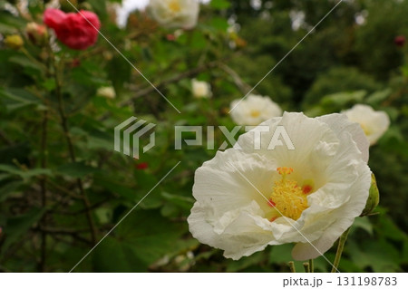 白いスイフヨウの花 131198783