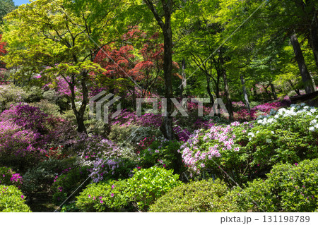 大興善寺－ツツジの寺 131198789
