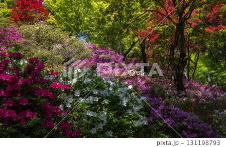 大興善寺－ツツジの寺 131198793