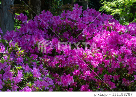 大興善寺－ツツジの寺 131198797