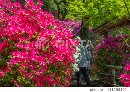 大興善寺－ツツジの寺 131198802