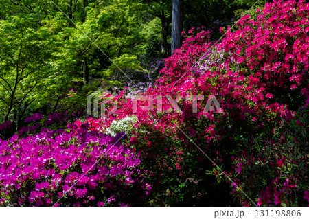 大興善寺－ツツジの寺 131198806