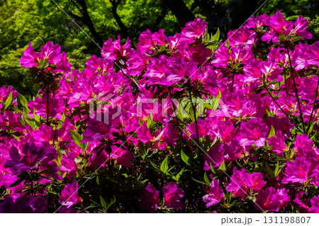 大興善寺－ツツジの寺 131198807