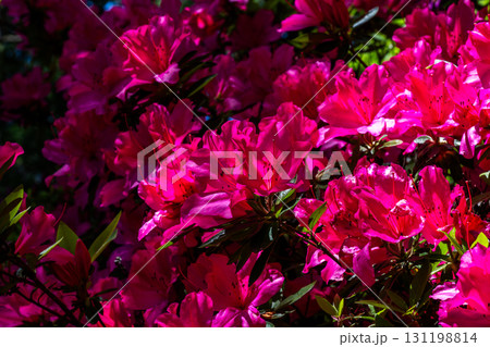 大興善寺－ツツジの寺 131198814