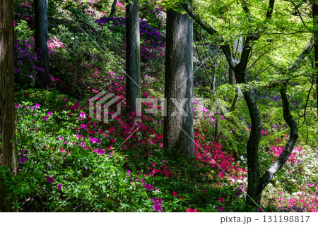 大興善寺-ツツジの寺 大興善寺-ツツジの寺 131198817